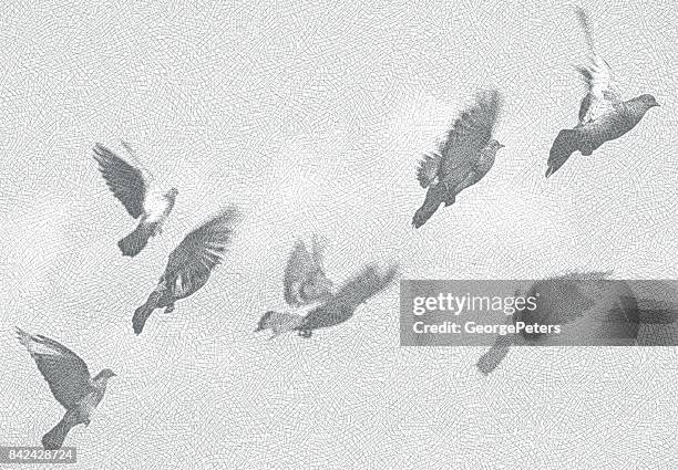 ilustraciones, imágenes clip art, dibujos animados e iconos de stock de bandada de pigeons flying - paloma ave