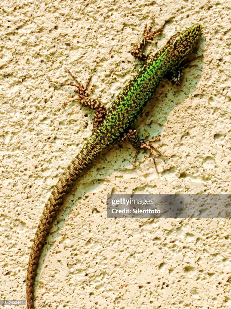 Non-Native Wall Lizard, BC, Canada