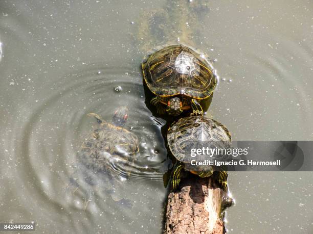 three pond sliders on the river - tronco stock-fotos und bilder