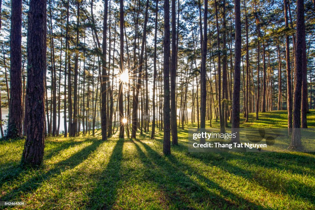 Golden sunlight in pine forest