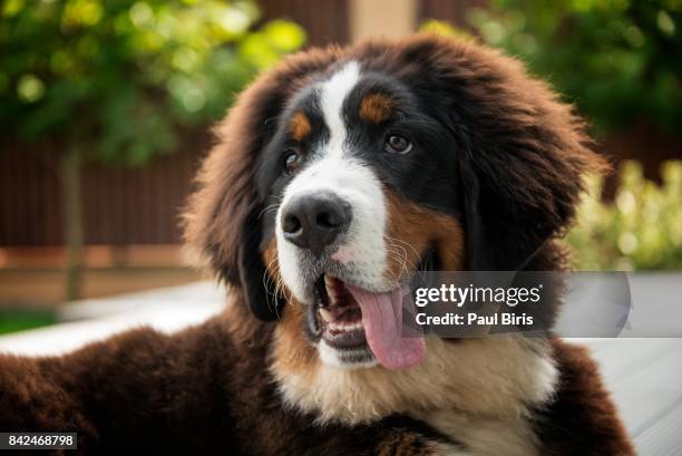 bernese mountain dog, transylvania, romania - berner alpen 個照片及圖片檔