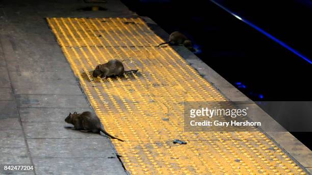 Three rats scavenge for food on the subway platform at Herald Square September 3, 2017 in New York City on.