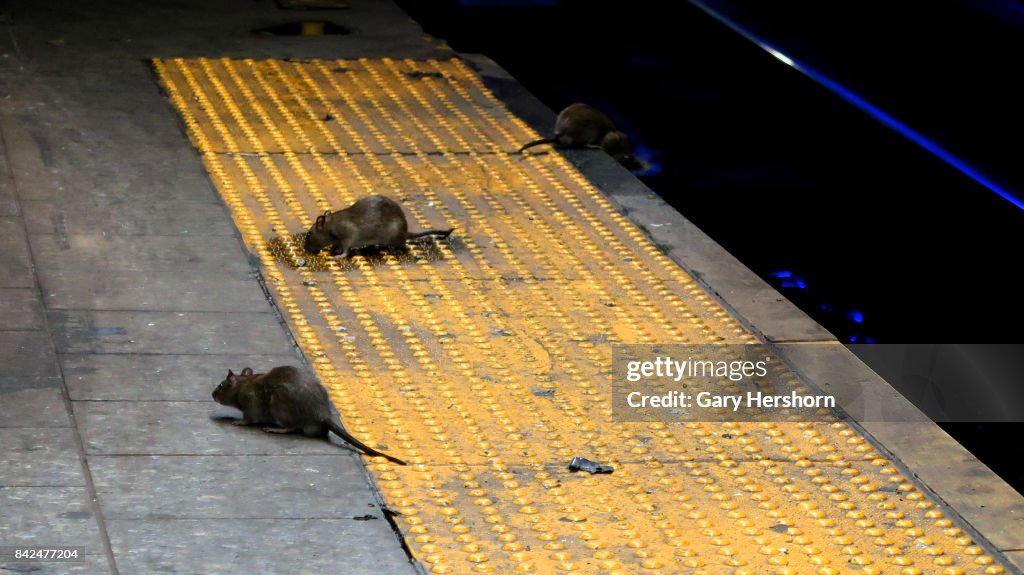 Rats on a Subway Platform in New York City