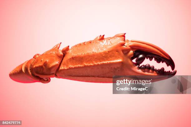 boiled crab claw - crab legs stock-fotos und bilder