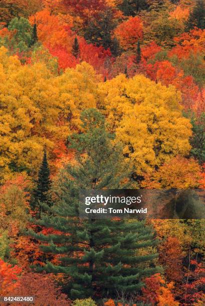 west topsham, vermont-1 - sugar maple stock pictures, royalty-free photos & images