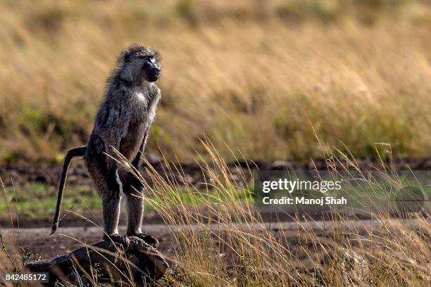 baboon standing up on two legs - baboons stock pictures, royalty-free photos & images