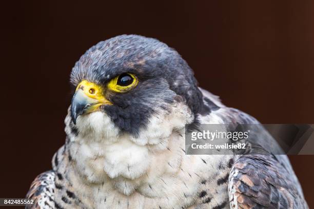portrait of a peregrine falcon - peregrine falcon stock pictures, royalty-free photos & images