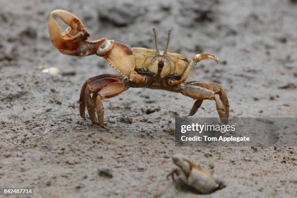 fiddler crab - winkerkrabbe stock-fotos und bilder