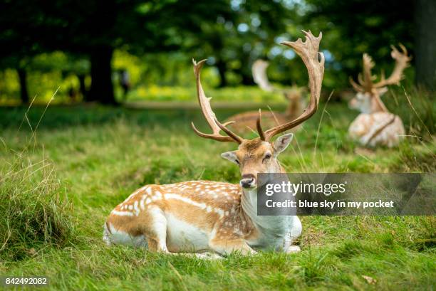 spotted deer in the largest open space in london, richmond park. - richmond park stock pictures, royalty-free photos & images