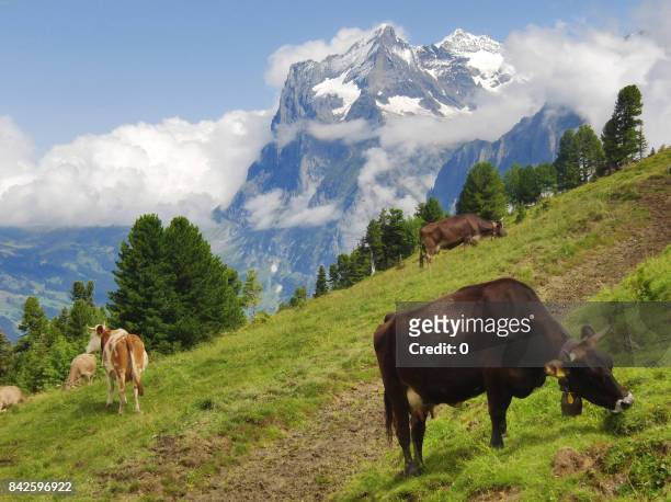 alpine cow on meadow - cervin stock-fotos und bilder