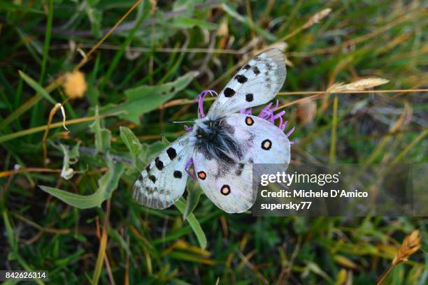 parnassius butterfly in the alpine grassland - apollo stock-fotos und bilder