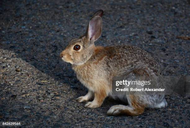 Desert cottontail rabbit relaxes on an asphalt road in Santa Fe, New Mexico.