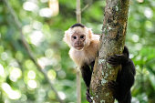 Cebus monkey