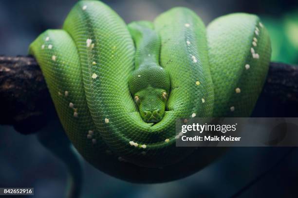 green snake - spotted python stock pictures, royalty-free photos & images