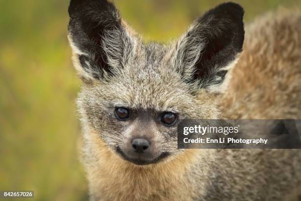 bat eared fox cub - bat eared fox stock pictures, royalty-free photos & images