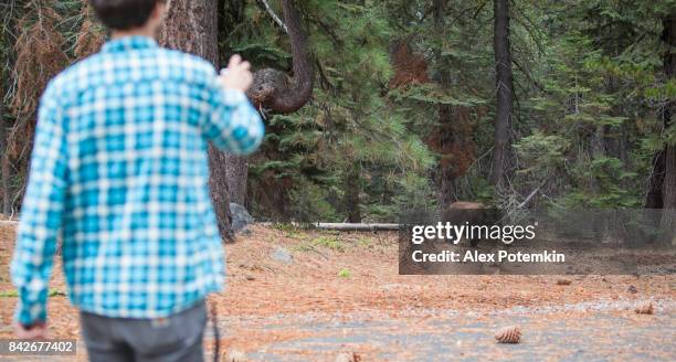 27-years-old man, tourist,  filming the young wild black american bear in the forest in yosemite national park - california bear stock pictures, royalty-free photos & images