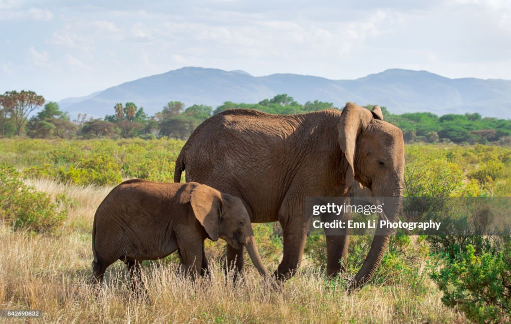 Elephant family