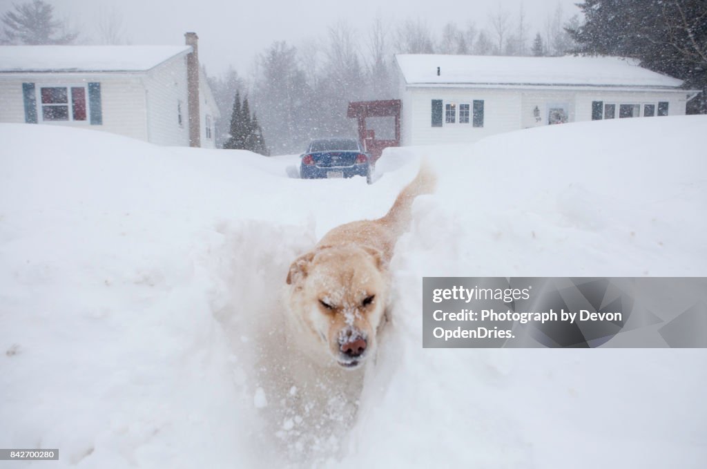 Dog in Deep Snow