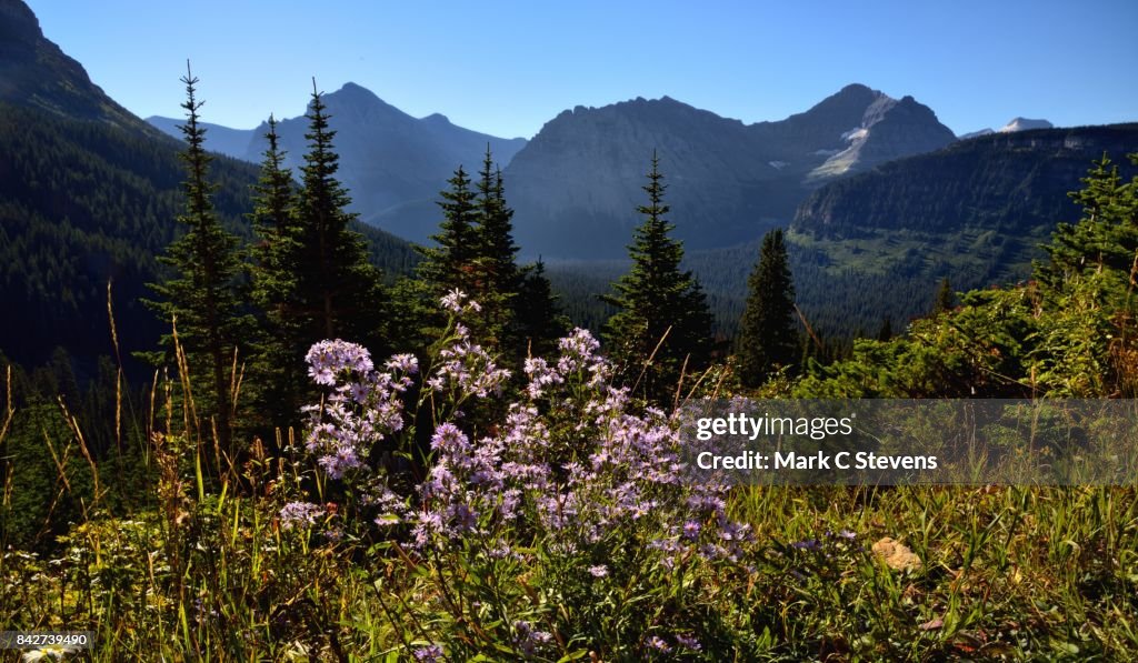 Wildflowers and Mountains