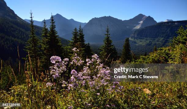wildflowers and mountains - little chief mountain stock pictures, royalty-free photos & images