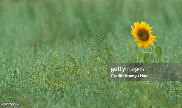 common sunflower blooms in spring in meadow - girasol común fotografías e imágenes de stock