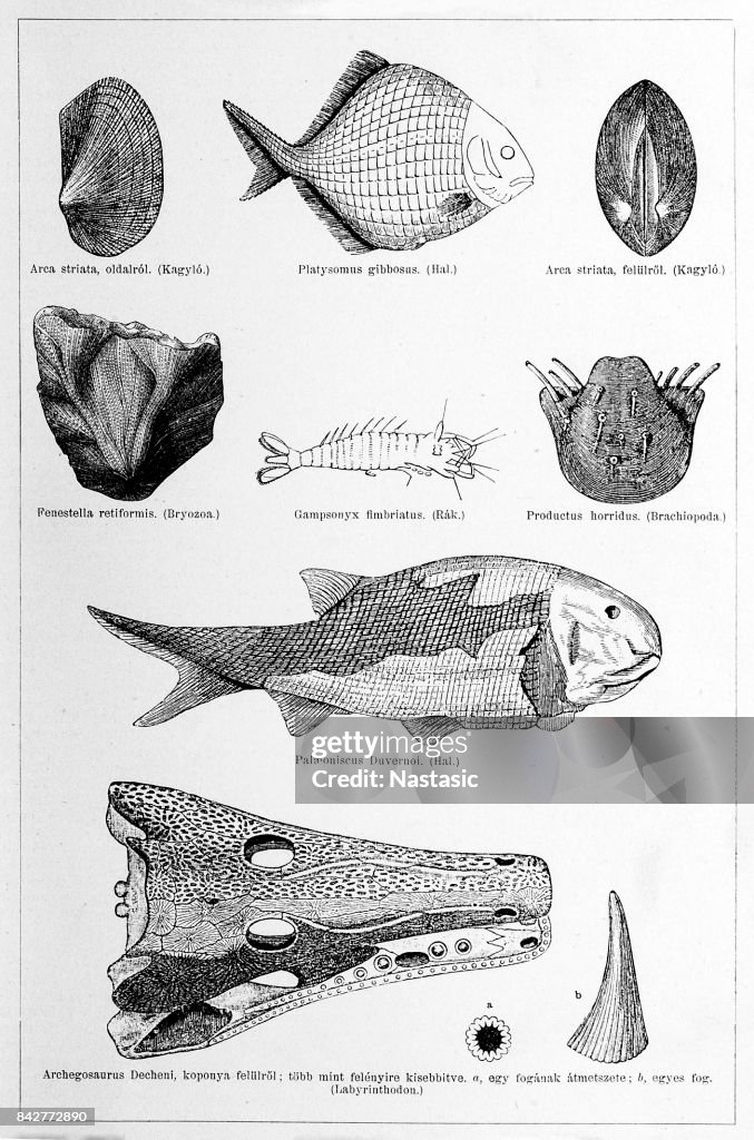 Fossils