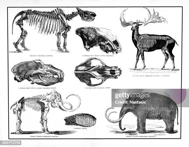 tiere und skelette bilden die pleistocene periode, mammut, riesenhirsch, höhlenbär, hyäne, höhle rinocerus tichorhinus, widerstandsmuseum - animal skeleton stock-grafiken, -clipart, -cartoons und -symbole