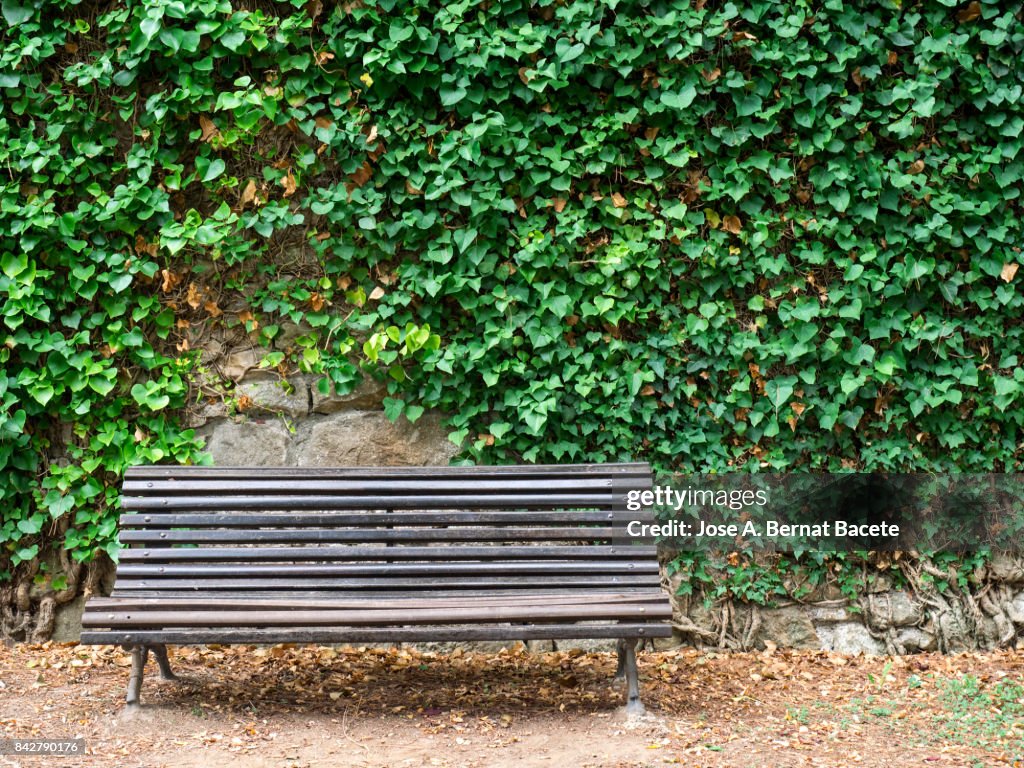 Old wooden bench in a public park, with a wall full of green leaves of a creeper plant