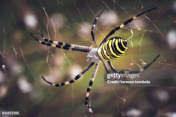 close-up of wasp spider (argiope bruennichi) - getingspindel bildbanksfoton och bilder