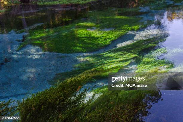 28 Hamurana Springs Stock Photos, High-Res Pictures, and Images - Getty ...