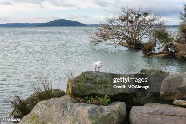 lake rotorua,north island,auckland - lake rotorua bildbanksfoton och bilder