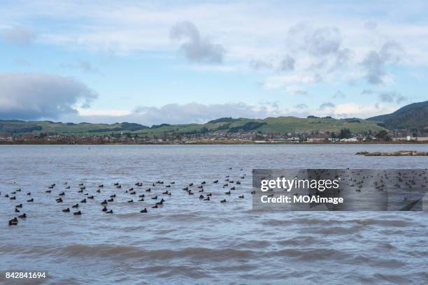 lake rotorua,north island,new zealand - rotorua see stock-fotos und bilder