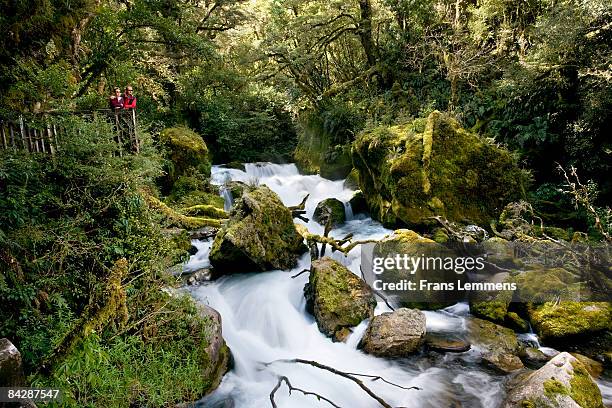 new zealand, near: te anau. hollyford track. - te anau stock pictures, royalty-free photos & images