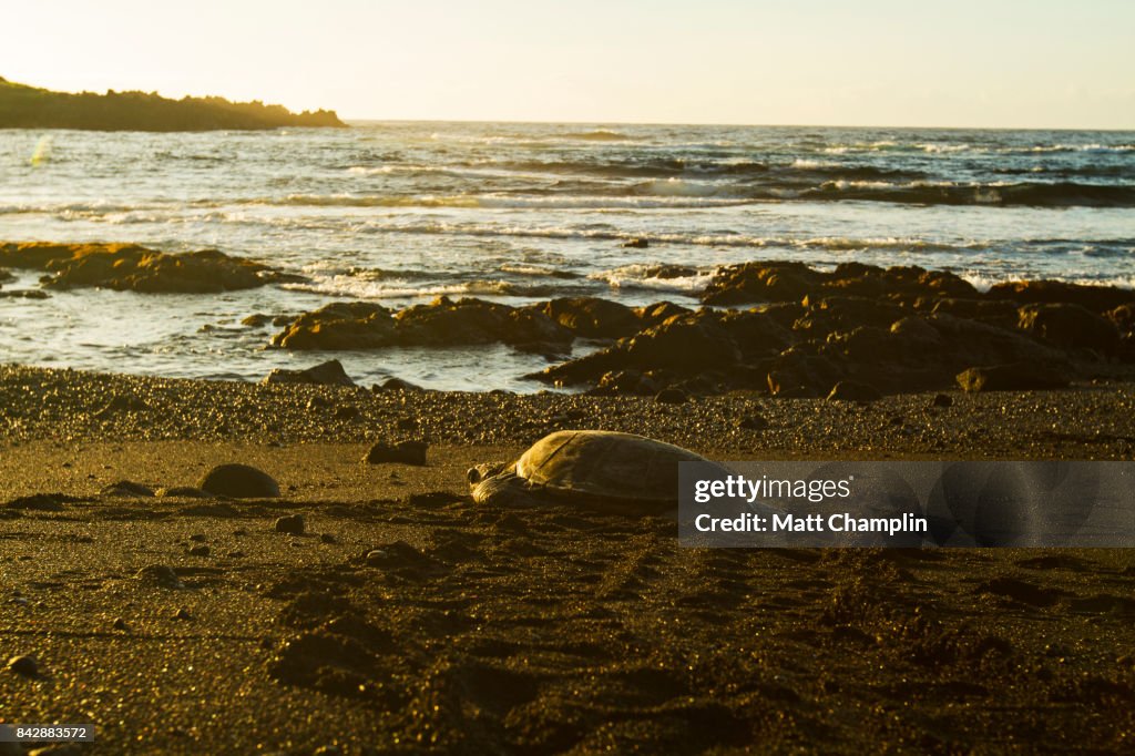 Sea Turtle on Punalu'u Beach Black Sand Beach, Hawaii, USA