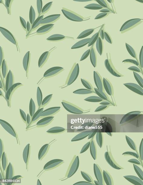 cooking herbs seamless pattern - sage - sage stock illustrations