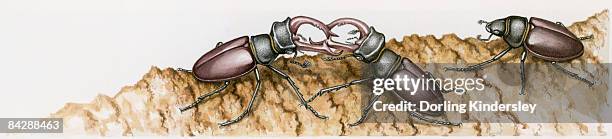 bildbanksillustrationer, clip art samt tecknat material och ikoner med illustration of two male stag beetles (lucanus cervus) fighting with mandibles on tree trunk - insektsmandibel