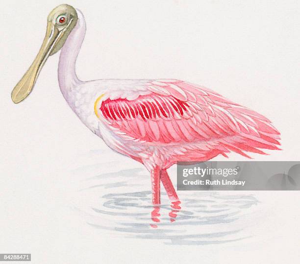 illustration of roseate spoonbill (platalea ajaja) wading in shallow water - rosalöffler stock-grafiken, -clipart, -cartoons und -symbole