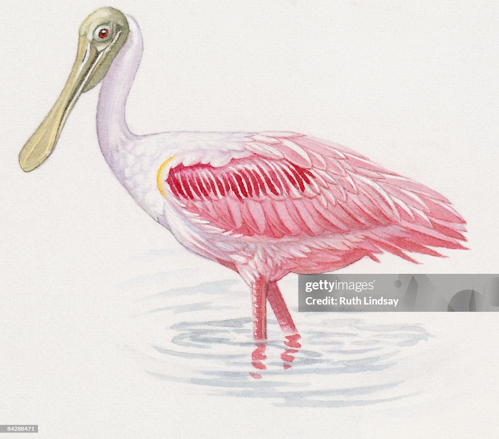 Illustration of Roseate Spoonbill (Platalea ajaja) wading in shallow water