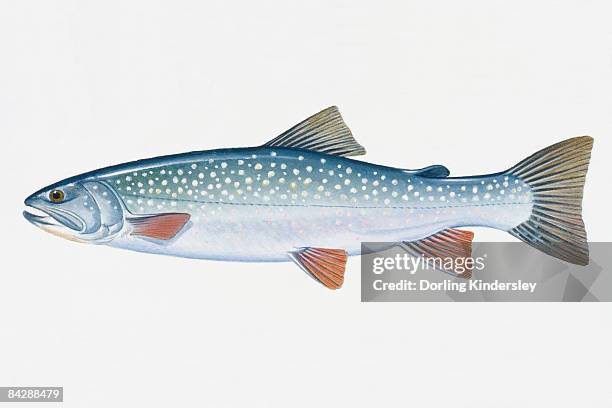 Doly Fish Dolly Fish Photos and Premium High Res Pictures - Getty Images