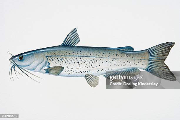 ilustraciones, imágenes clip art, dibujos animados e iconos de stock de illustration of channel catfish (ictalurus punctatus), north american freshwater fish - channel catfish