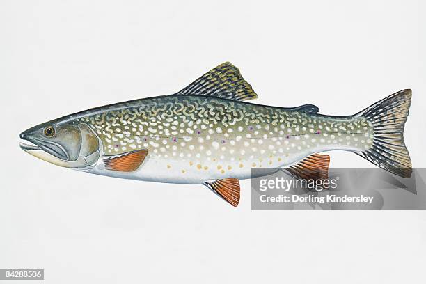 illustration bachsaibling (salvelinus fontinalis, freshwat - speckled trout stock-grafiken, -clipart, -cartoons und -symbole