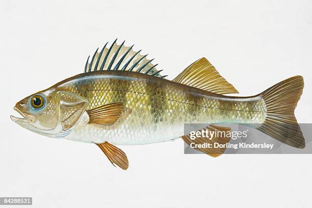 illustration of yellow perch (perca flavescens), north american freshwater fish - perch点のイラスト素材／クリップアート素材／マンガ素材／アイコン素材