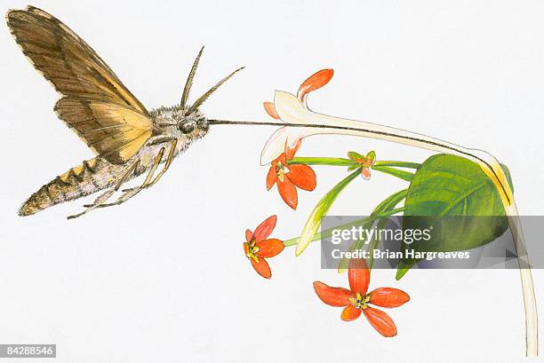 illustration of darwin's hawk moth (xanthopan morganii praedicta) reaching nectar at spur of flower using long proboscis - watercolor orange flower stock illustrations