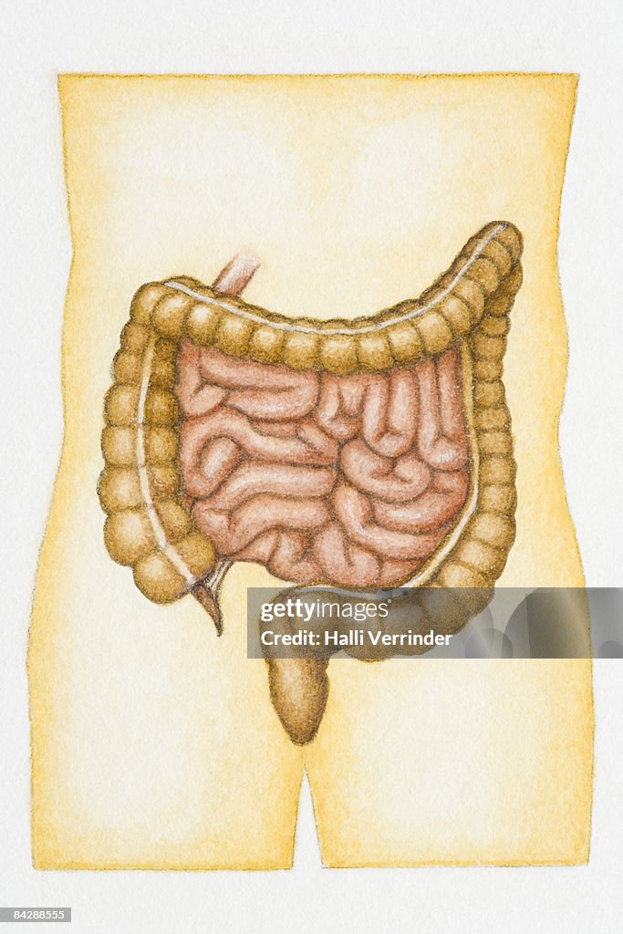 Illustration of location of vermiform appendix in abdominal cavity