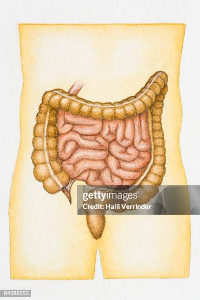 63 Appendix (Anatomy) Stock Photos, High-Res Pictures, and Images ...