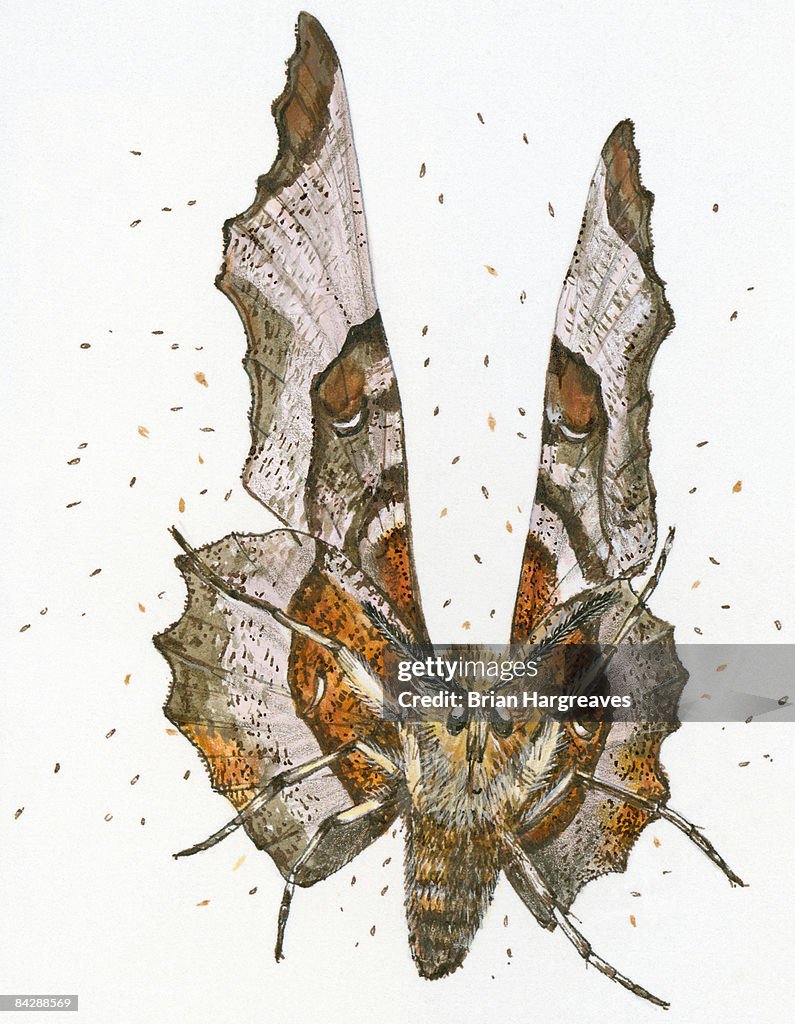Cartoon of moth shedding scales as it flaps wings