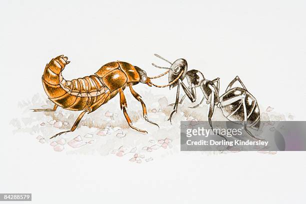 ilustraciones, imágenes clip art, dibujos animados e iconos de stock de illustration of rove beetle (staphylinidae) fighting with ant (formicidae) - asnillo