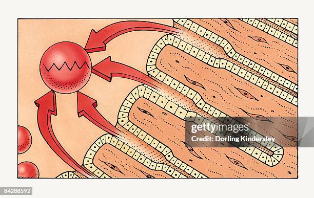 illustration of gastric glands secreting pepsin to break down protein in stomach into digestible peptides - peptide stock illustrations