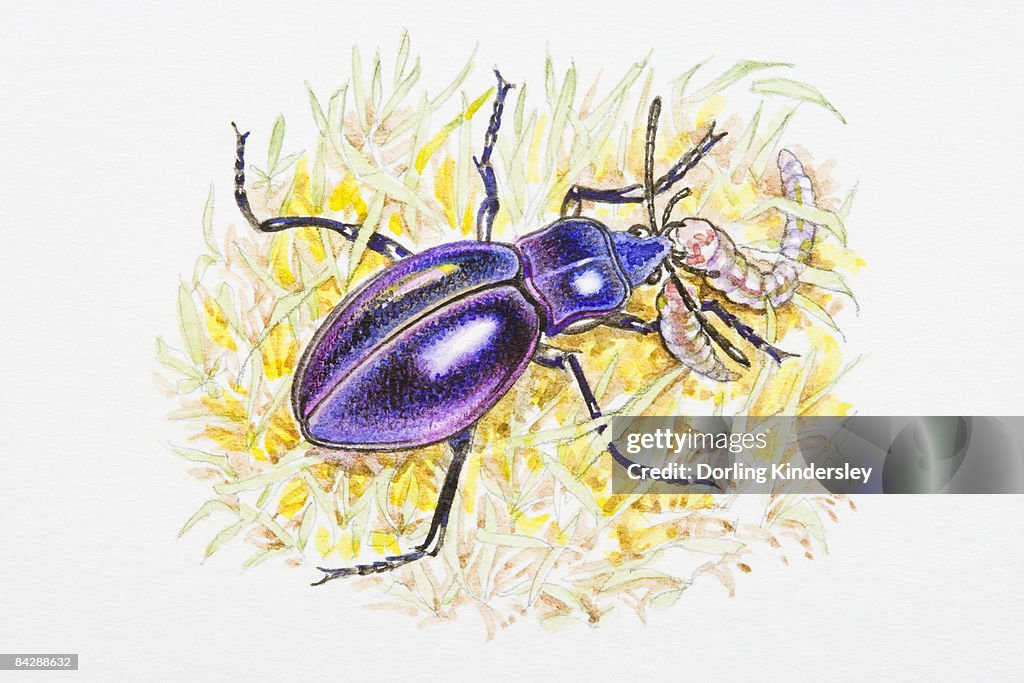 Illustration of Violet Ground Beetle (Carabus violaceus) feeding on caterpillar in grass