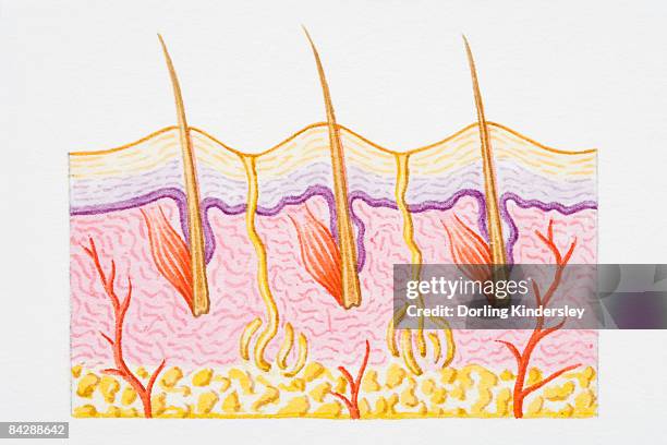 illustration of cross section of human skin with heat trapped by erect hairs - hypodermis stock illustrations